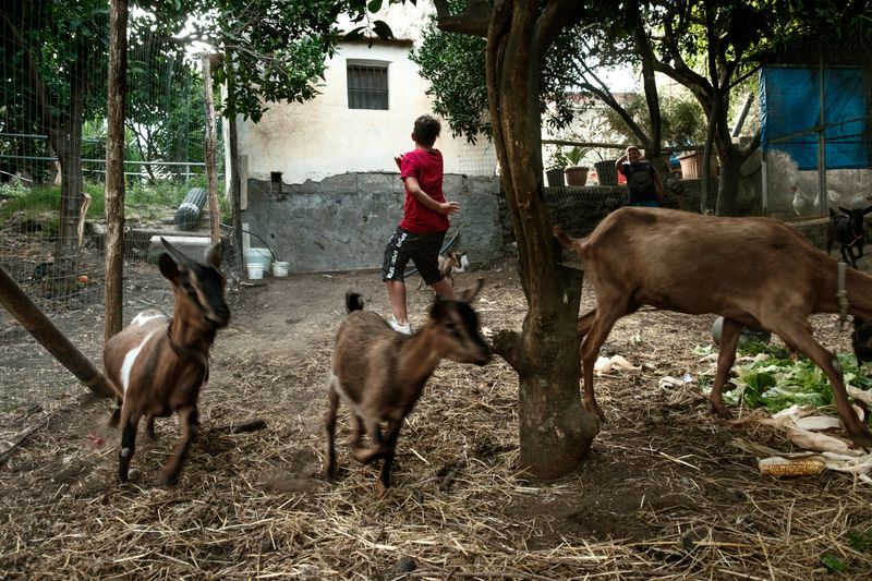 © Claire Power - A boy on a farm running after goats