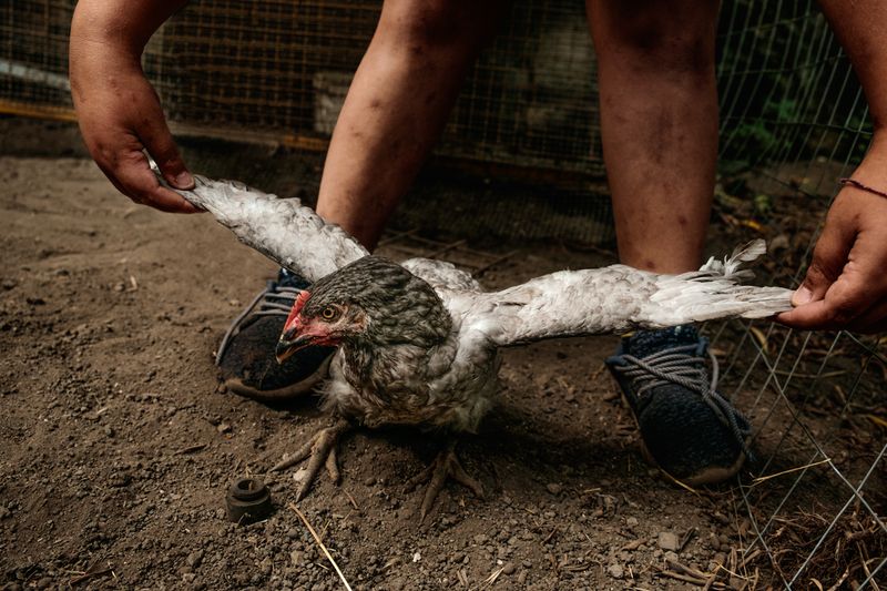 © Claire Power - A child on a farm spreading a chicken's wings