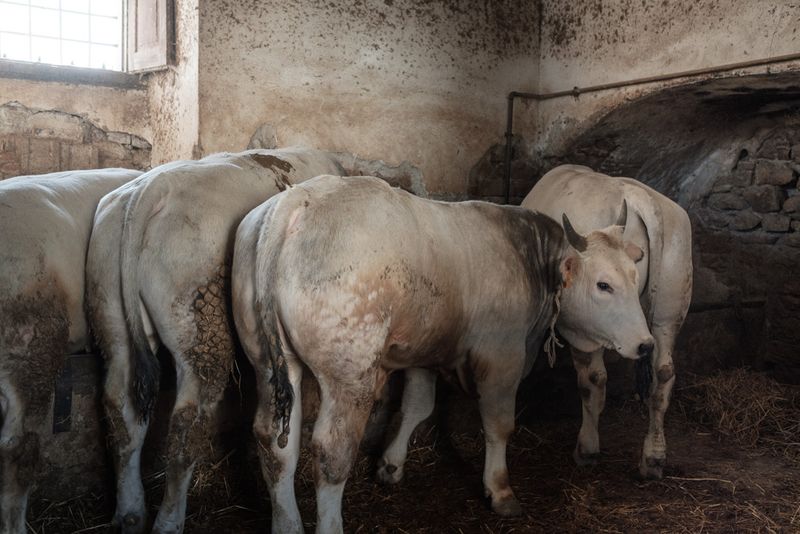 © Claire Power - Image from the The Farm photography project