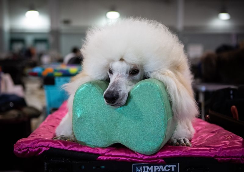 © Jayanti Seiler - Image from the The Canine Continuum photography project
