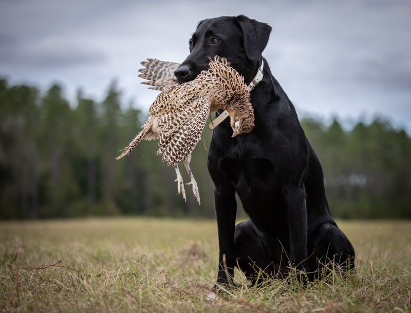 © Jayanti Seiler - Image from the The Canine Continuum photography project