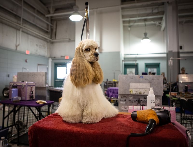 © Jayanti Seiler - Image from the The Canine Continuum photography project