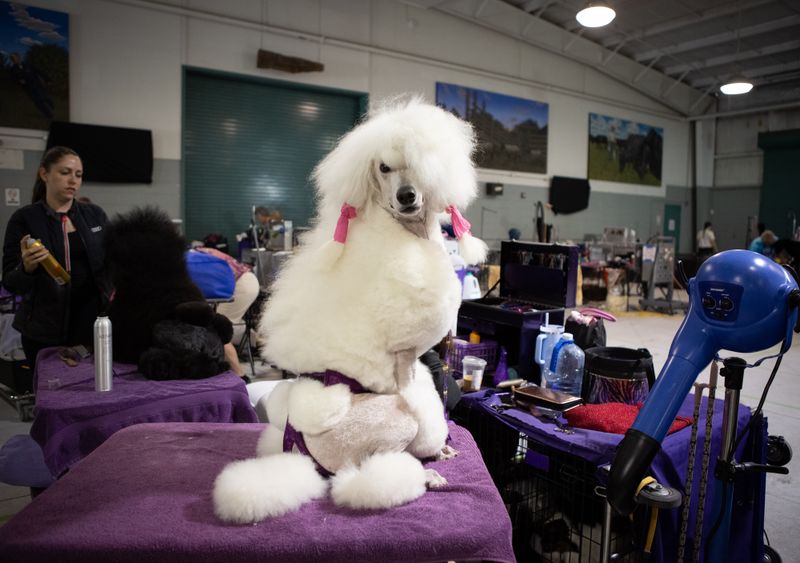 © Jayanti Seiler - Image from the The Canine Continuum photography project