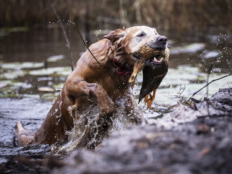 © Jayanti Seiler - Image from the The Canine Continuum photography project