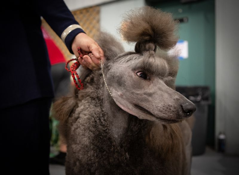 © Jayanti Seiler - Image from the The Canine Continuum photography project
