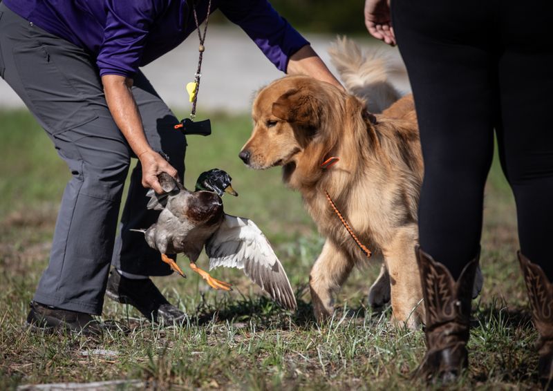© Jayanti Seiler - Image from the The Canine Continuum photography project