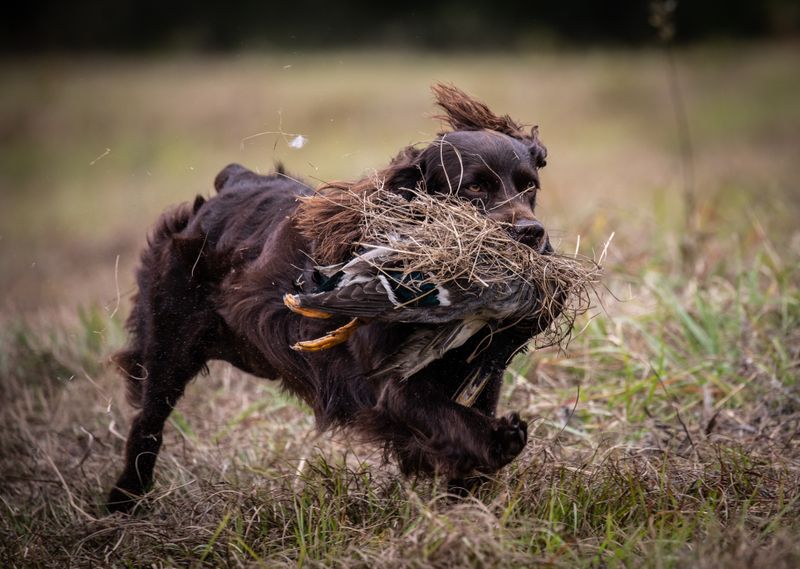 © Jayanti Seiler - Image from the The Canine Continuum photography project