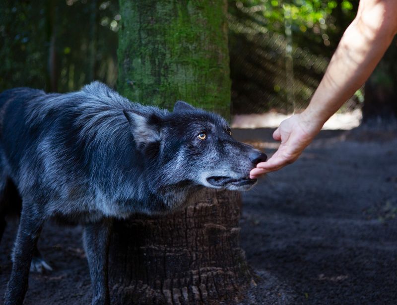 © Jayanti Seiler - Image from the The Canine Continuum photography project