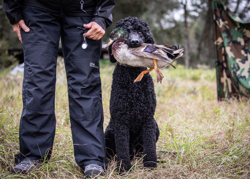 © Jayanti Seiler - Image from the The Canine Continuum photography project