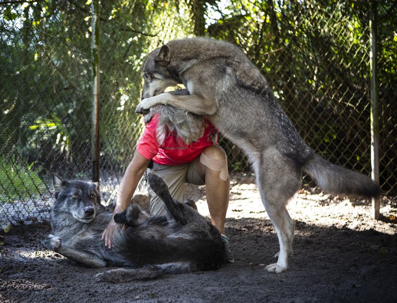 © Jayanti Seiler - Image from the The Canine Continuum photography project