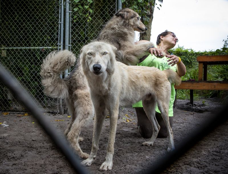 © Jayanti Seiler - Image from the The Canine Continuum photography project