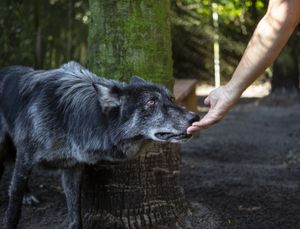 The Canine Continuum