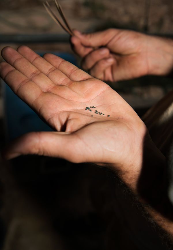 © Alexandra Baumgartner - Image from the How like a leaf I am photography project