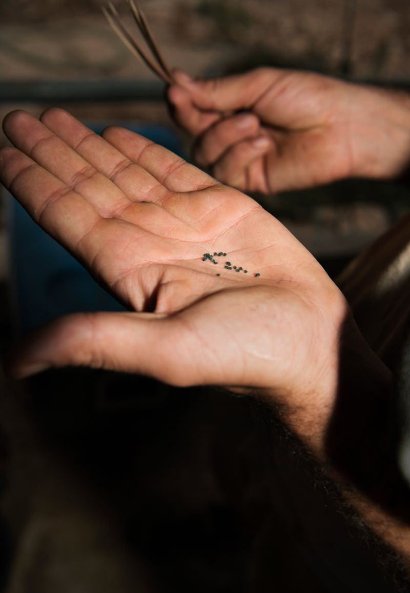 © Alexandra Baumgartner - Image from the How like a leaf I am photography project