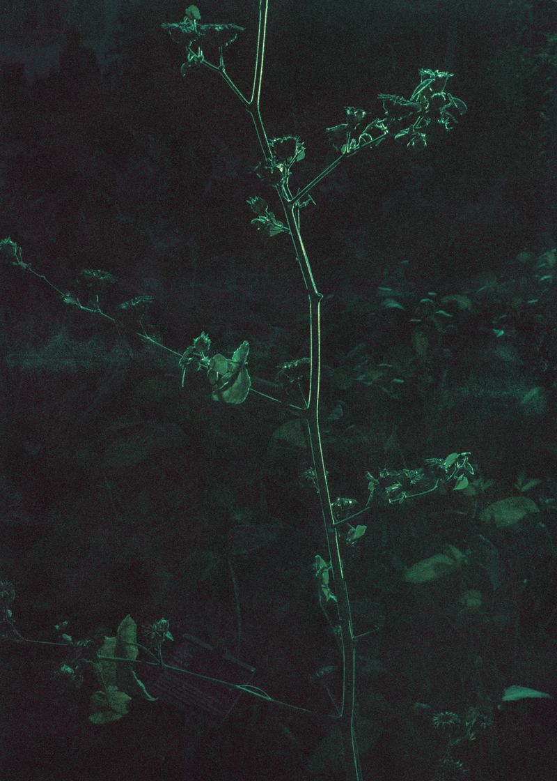 © Alexandra Baumgartner - Image from the How like a leaf I am photography project