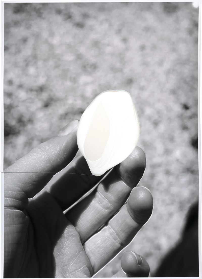 © Alexandra Baumgartner - Image from the How like a leaf I am photography project