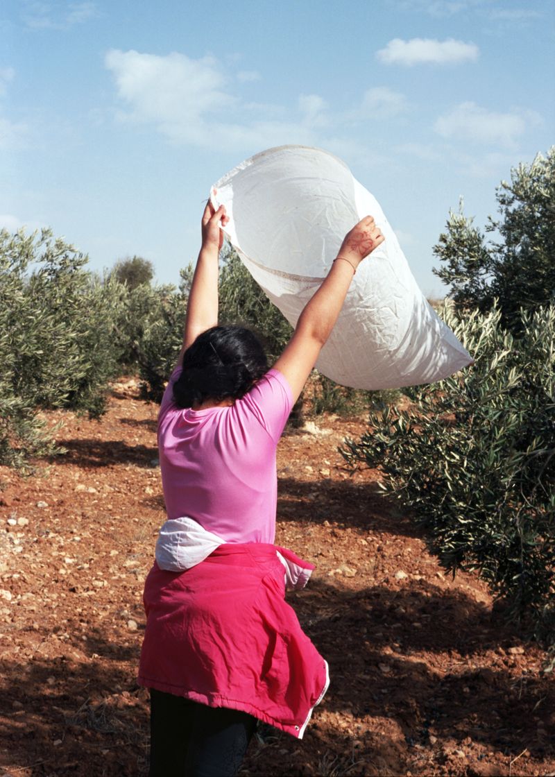 © Alexandra Baumgartner - Olive harvest, Ramallah Area, Palestine.