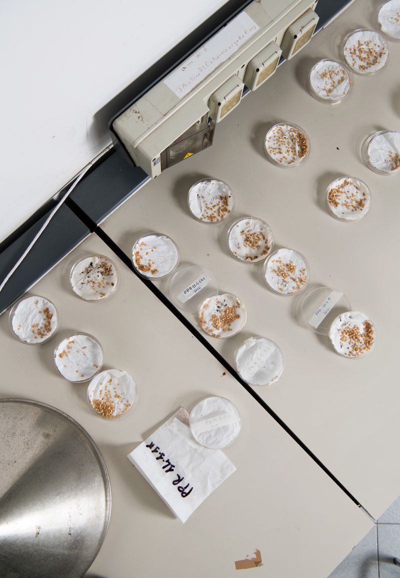 © Alexandra Baumgartner - Germination test, Arca 2010 Societa Cooperativa, Acerra, Italy.