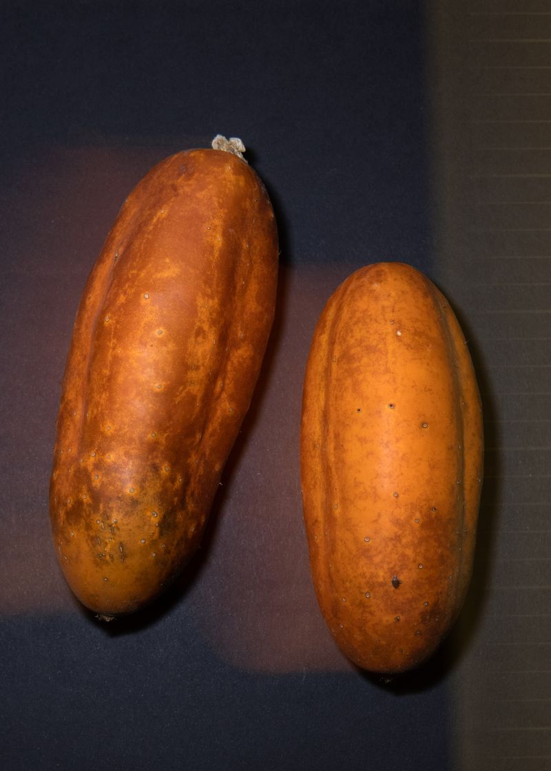 © Alexandra Baumgartner - Cucumbers before seed harvest, Pro Specie Rara Seed Library, Basel, Switzerland.