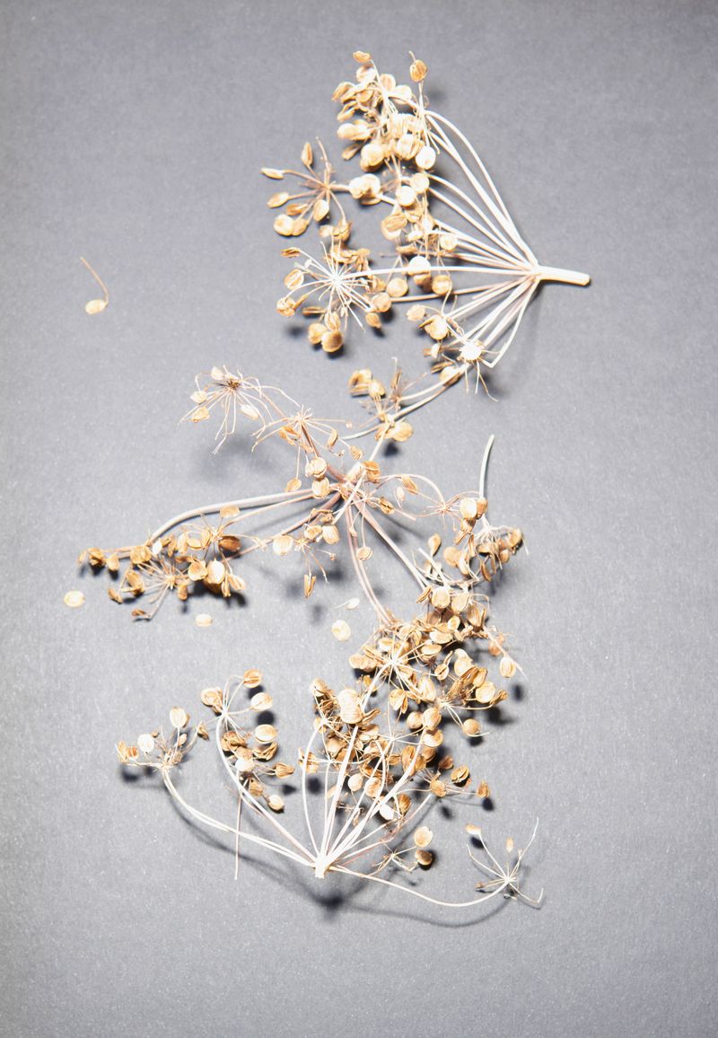 © Alexandra Baumgartner - Image from the How like a leaf I am photography project