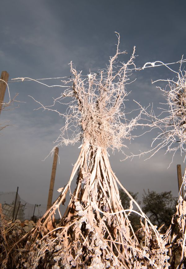 © Alexandra Baumgartner - Drying plants before seed harvest, Om Sleiman Farm, Bil'in, Palestine.