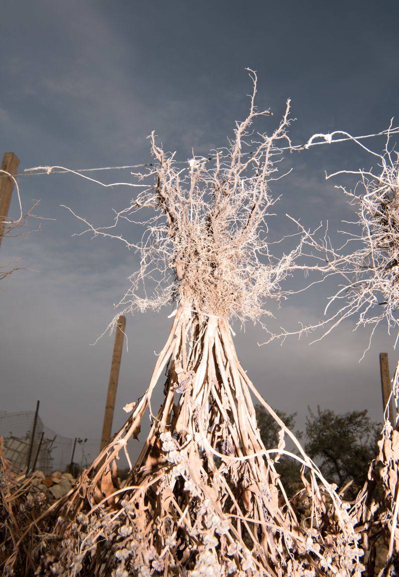 © Alexandra Baumgartner - Drying plants before seed harvest, Om Sleiman Farm, Bil'in, Palestine.