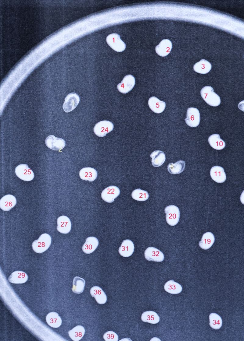 © Alexandra Baumgartner - Image from the How like a leaf I am photography project