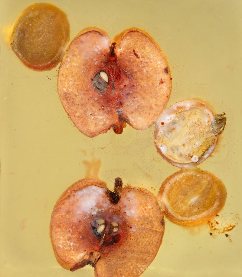 © Alexandra Baumgartner - Image from the How like a leaf I am photography project