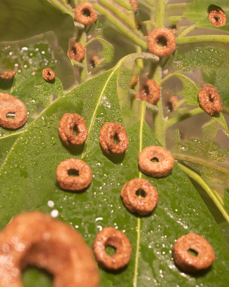 © Fred Mungo - Image from the Table for One photography project