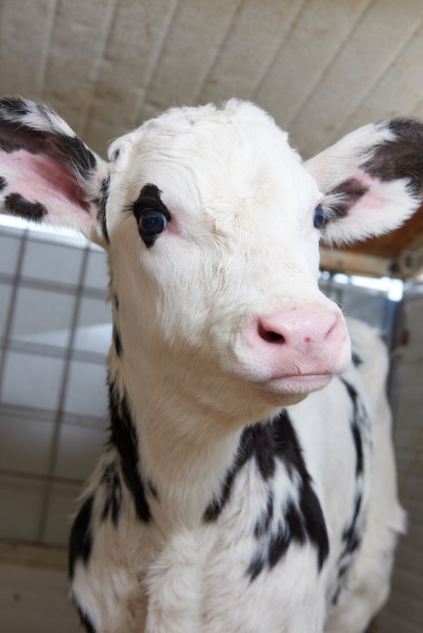 © Fred Mungo - Image from the The milk Issue photography project