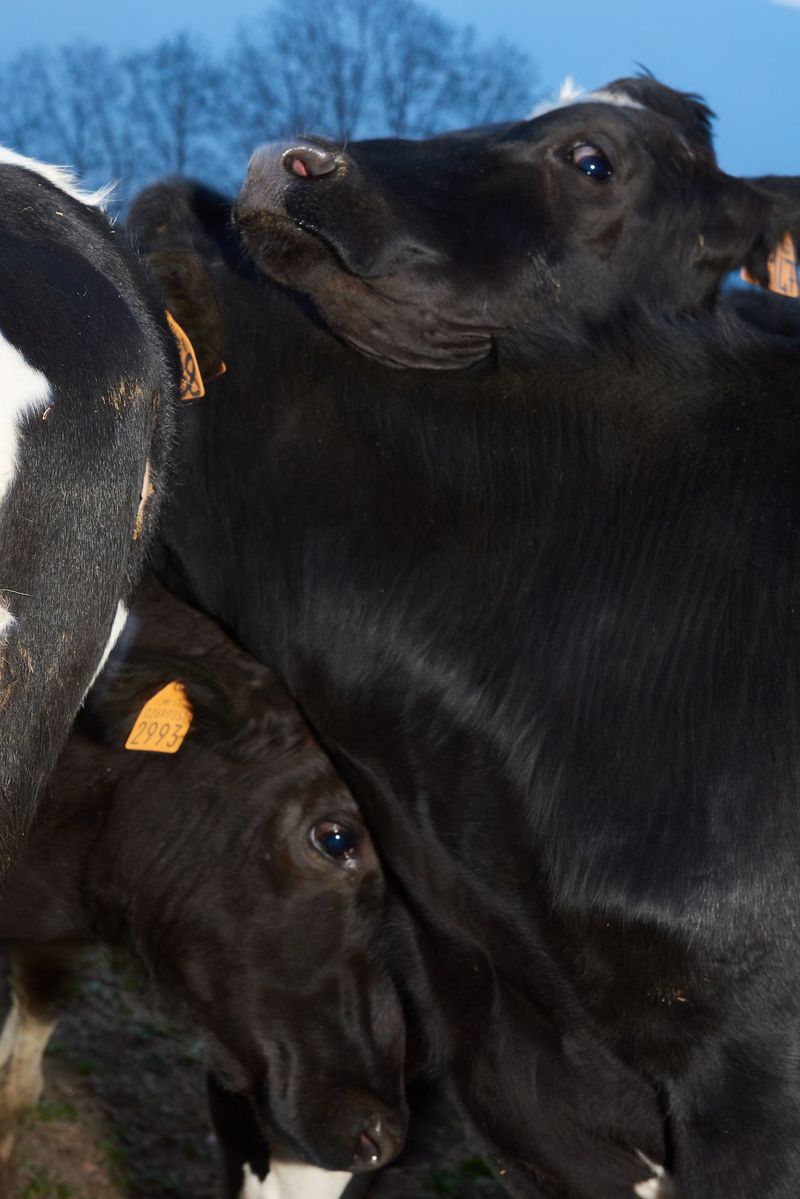 © Fred Mungo - Image from the The milk Issue photography project