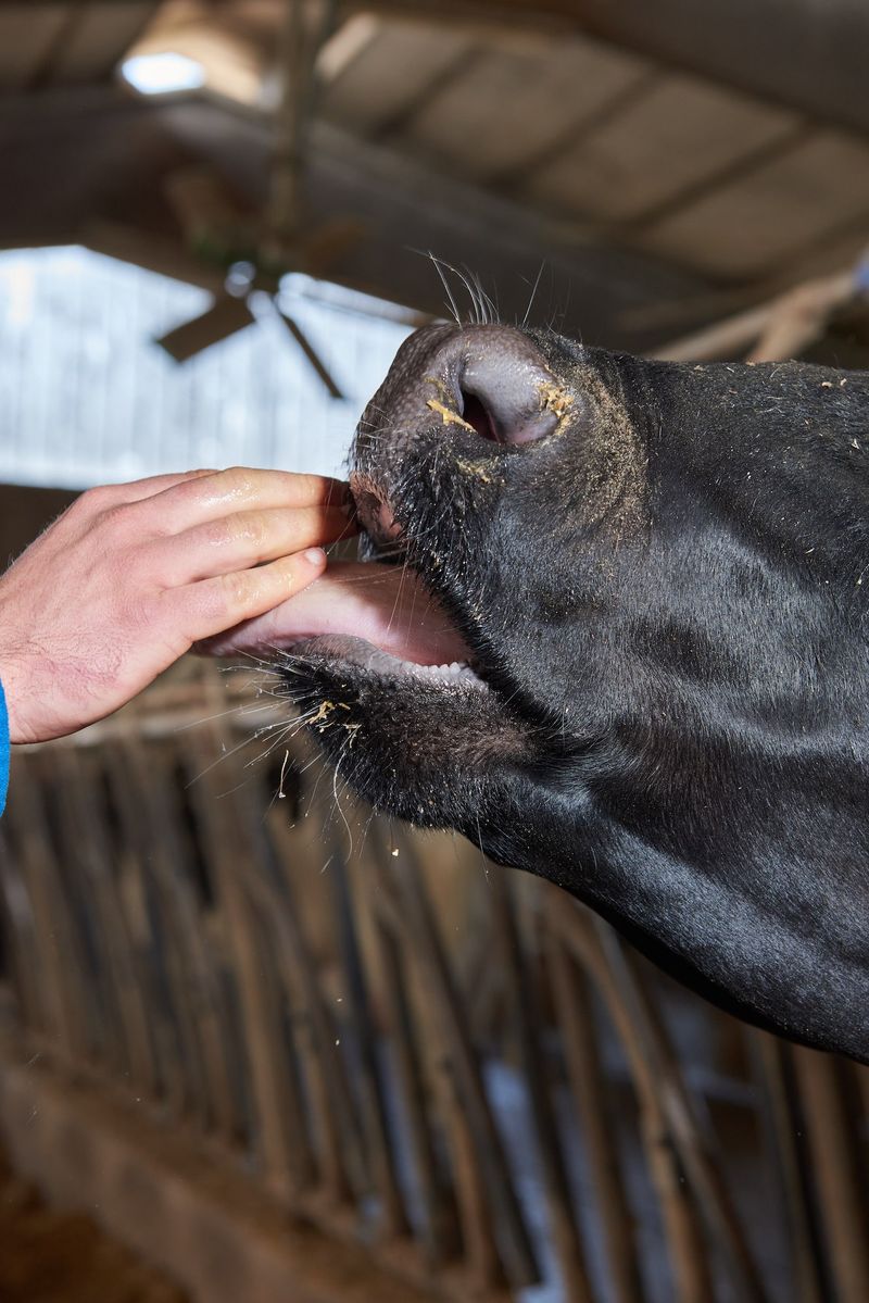 © Fred Mungo - Image from the The milk Issue photography project