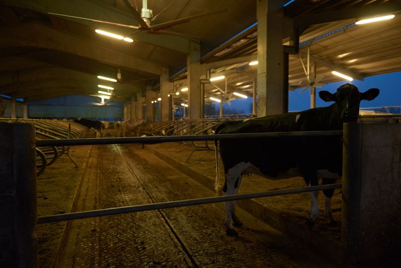 © Fred Mungo - Image from the The milk Issue photography project