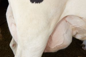 The milk Issue