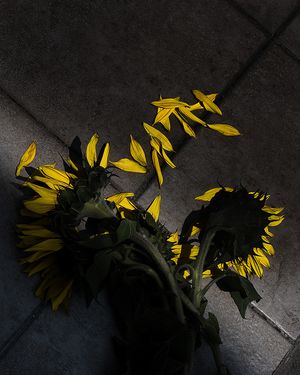 Todas las flores de abril