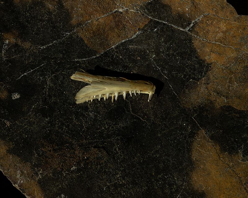 © Ariel Sosa - Part of my dad's animal bones collection that he had stored since his childhood.