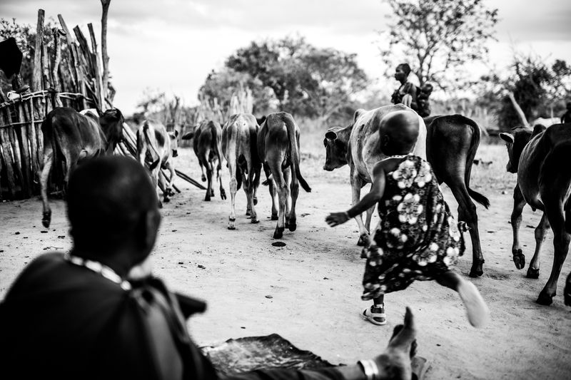 © Carla Kogelman - cows return home, they know where home is
