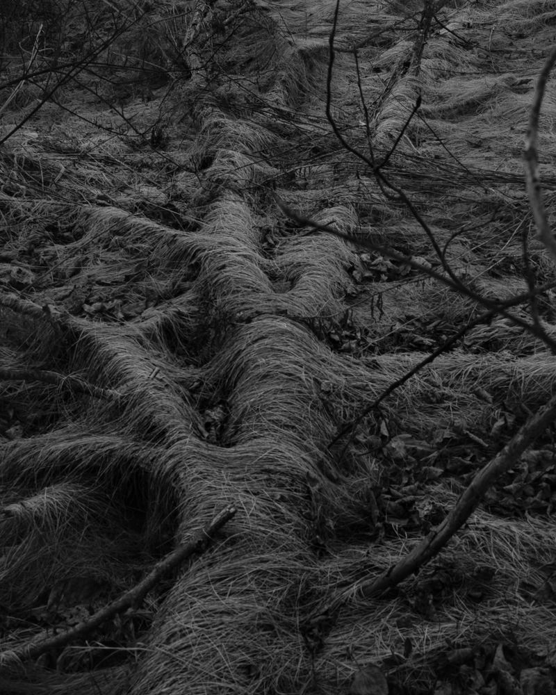 © Lawrence Hardy - Zen Xan Untitled 19