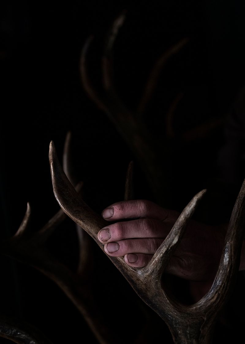 © Elena Anosova - Hand of the hunter and horn of an old deer. Katangsky District, Irkutsky region. Russia, 2017