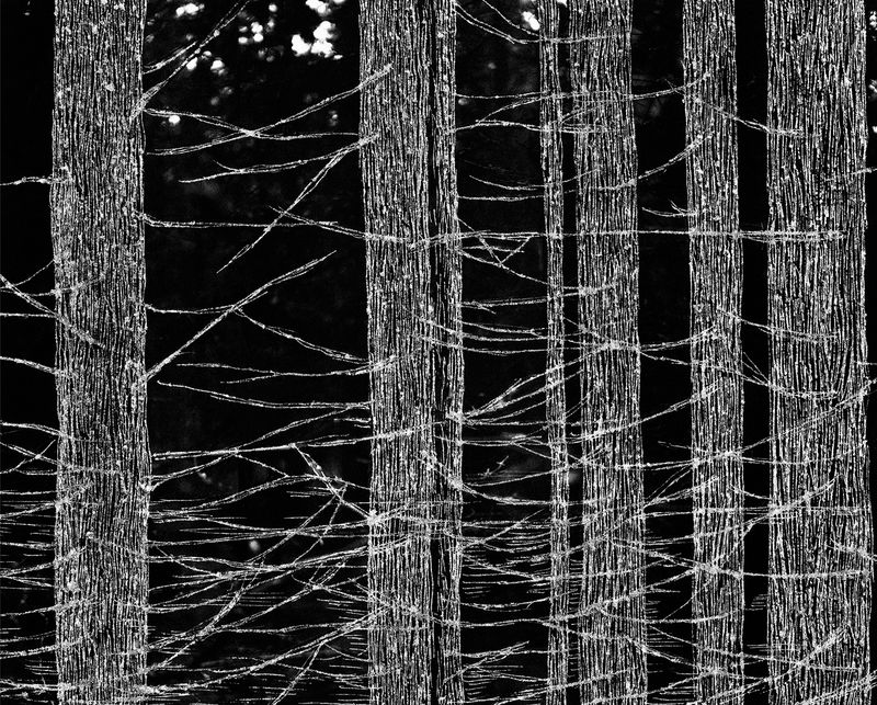 © Hanna Råst - Image from the Pine needles photography project