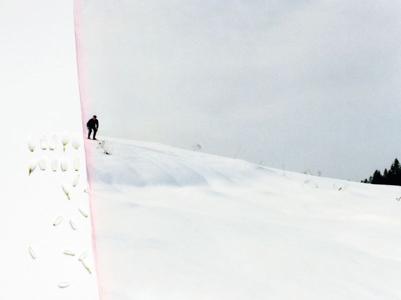 © Hanna Råst - Image from the Pine needles photography project