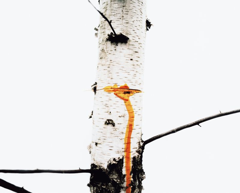 © Hanna Råst - Image from the Pine needles photography project