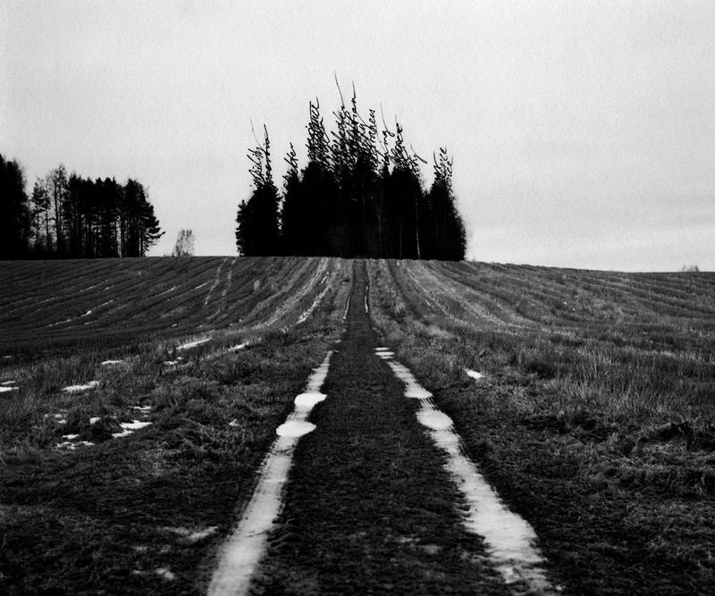 © Hanna Råst - Image from the Pine needles photography project