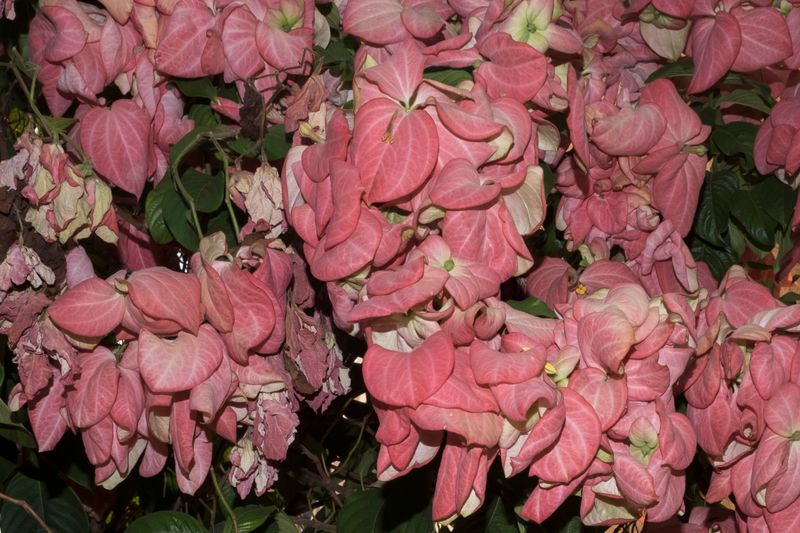 © Cris Veit - Image from the My Heart is Full photography project