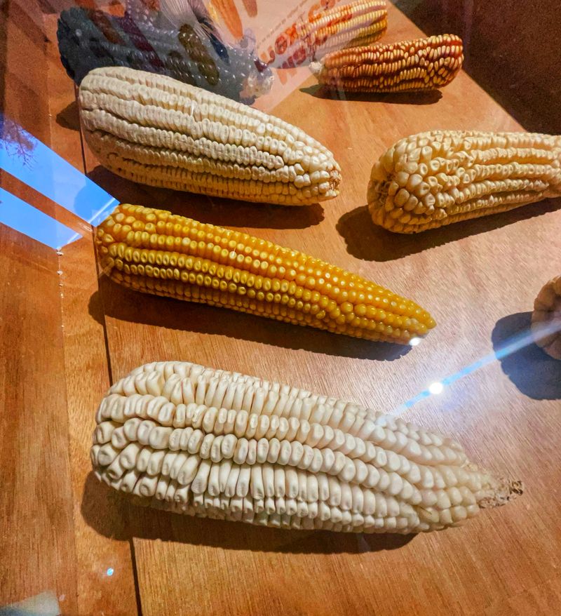 © Cecilia Ross - Image from the México CDMX photography project