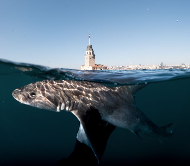 © Berk İşeri - Image from the Monsters of Bosphorus: a Journey of Silent Currents photography project