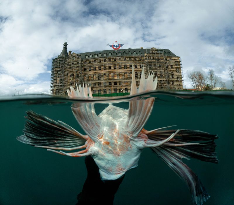 © Berk İşeri - Image from the Monsters of Bosphorus: a Journey of Silent Currents photography project