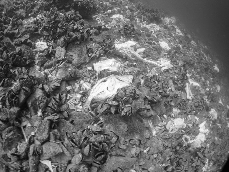 © Berk İşeri - Image from the Monsters of Bosphorus: a Journey of Silent Currents photography project