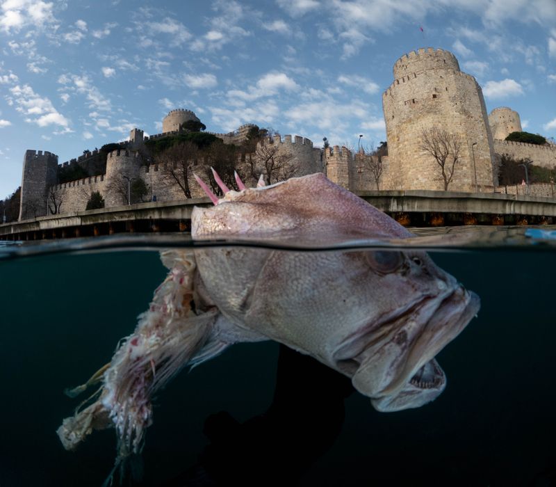 © Berk İşeri - Image from the Monsters of Bosphorus: a Journey of Silent Currents photography project