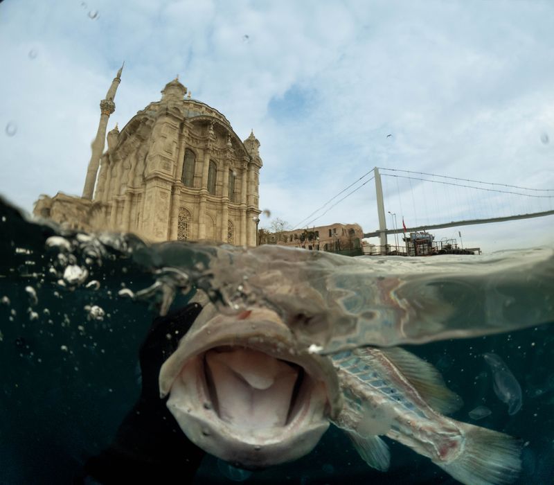 © Berk İşeri - Image from the Monsters of Bosphorus: a Journey of Silent Currents photography project